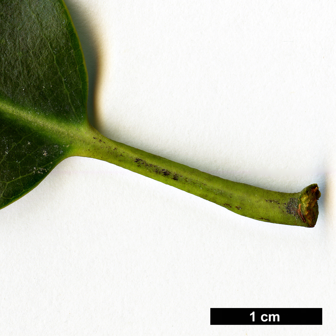 High resolution image: Family: Magnoliaceae - Genus: Magnolia - Taxon: cavaleriei - SpeciesSub: var. platypetala High resolution image: Family: Magnoliaceae - Genus: Magnolia - Taxon: cavaleriei - SpeciesSub: var. platypetala